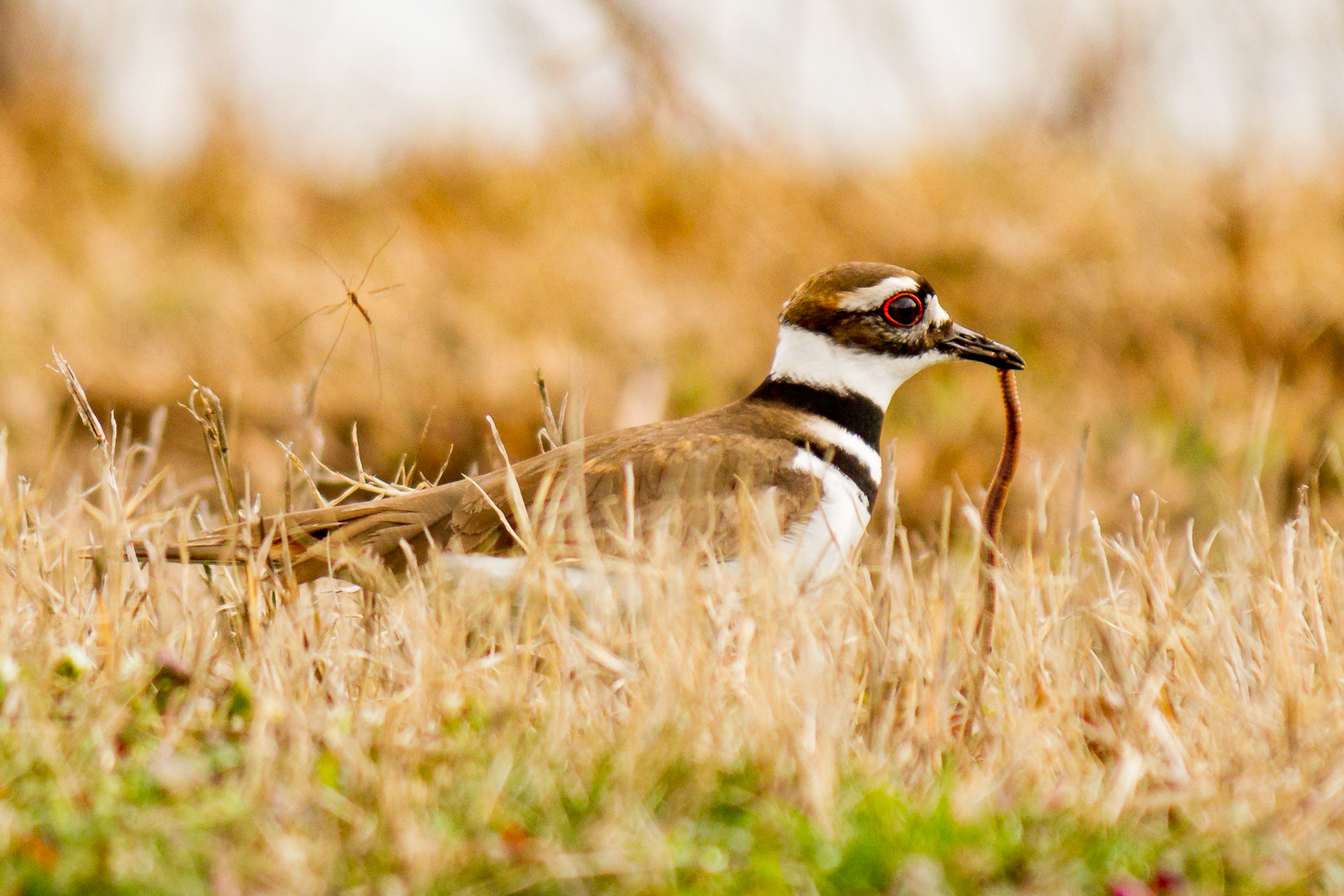 2-19-18_KillDeer-50.jpg