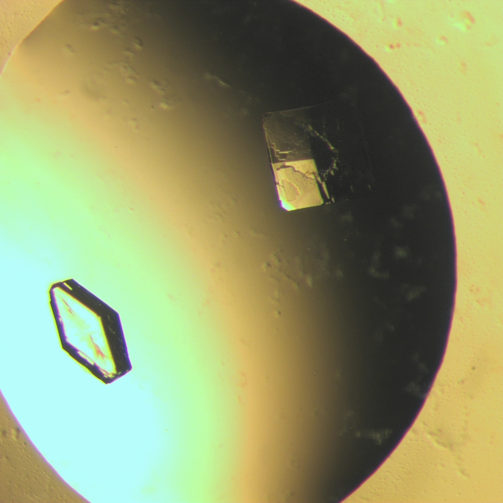 32x einkristall (zwei) d5 50 zp2.jpg