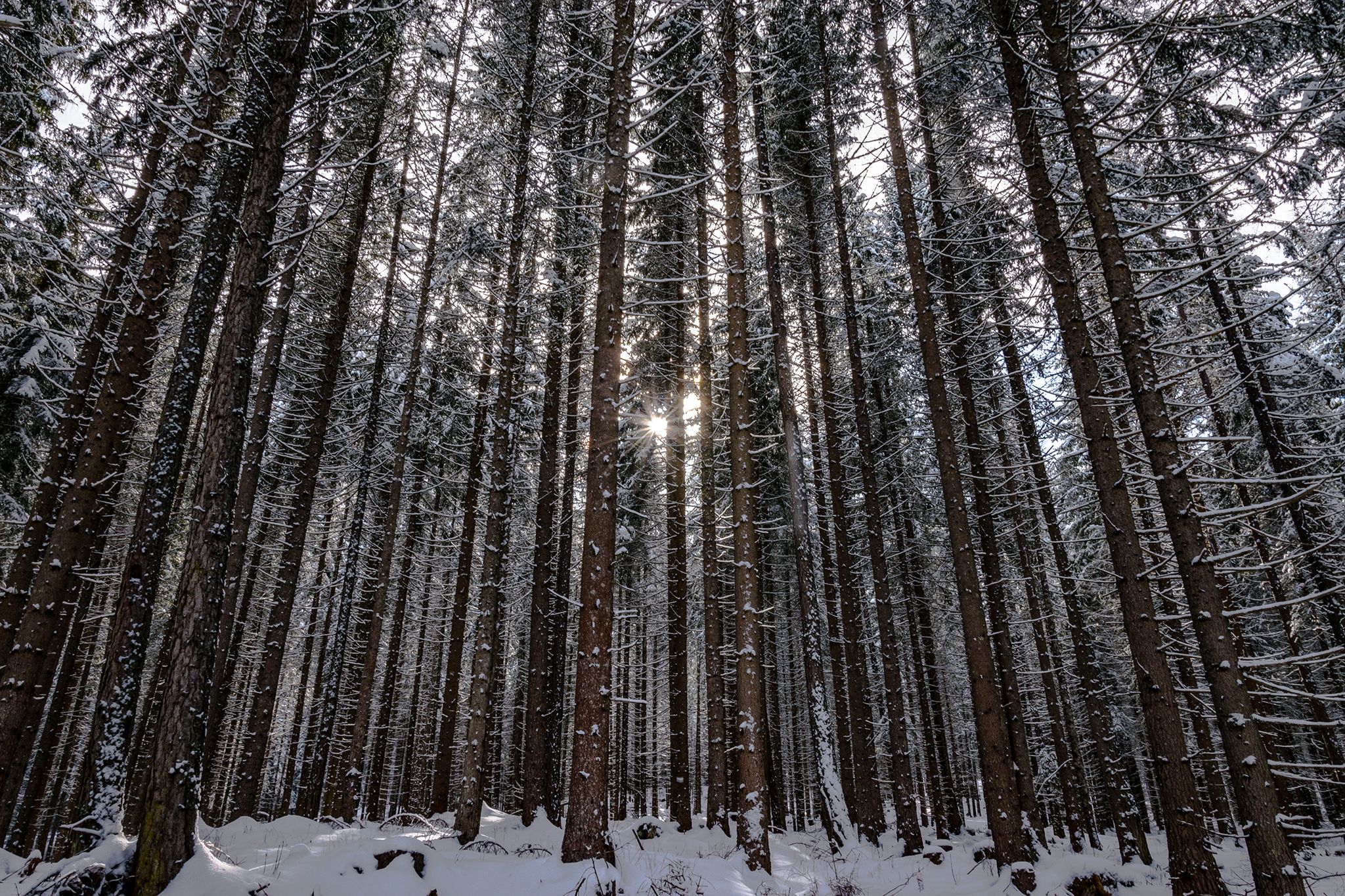 Alberi ridimensionata.jpg