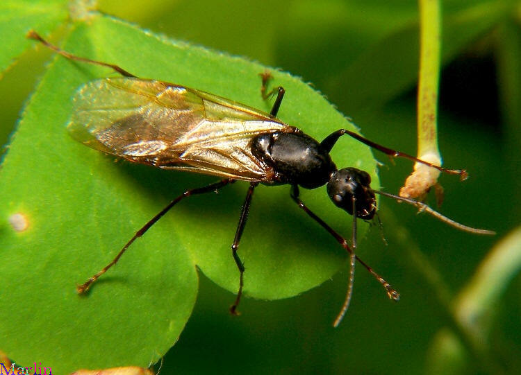 CarpenterAntDrone.jpg