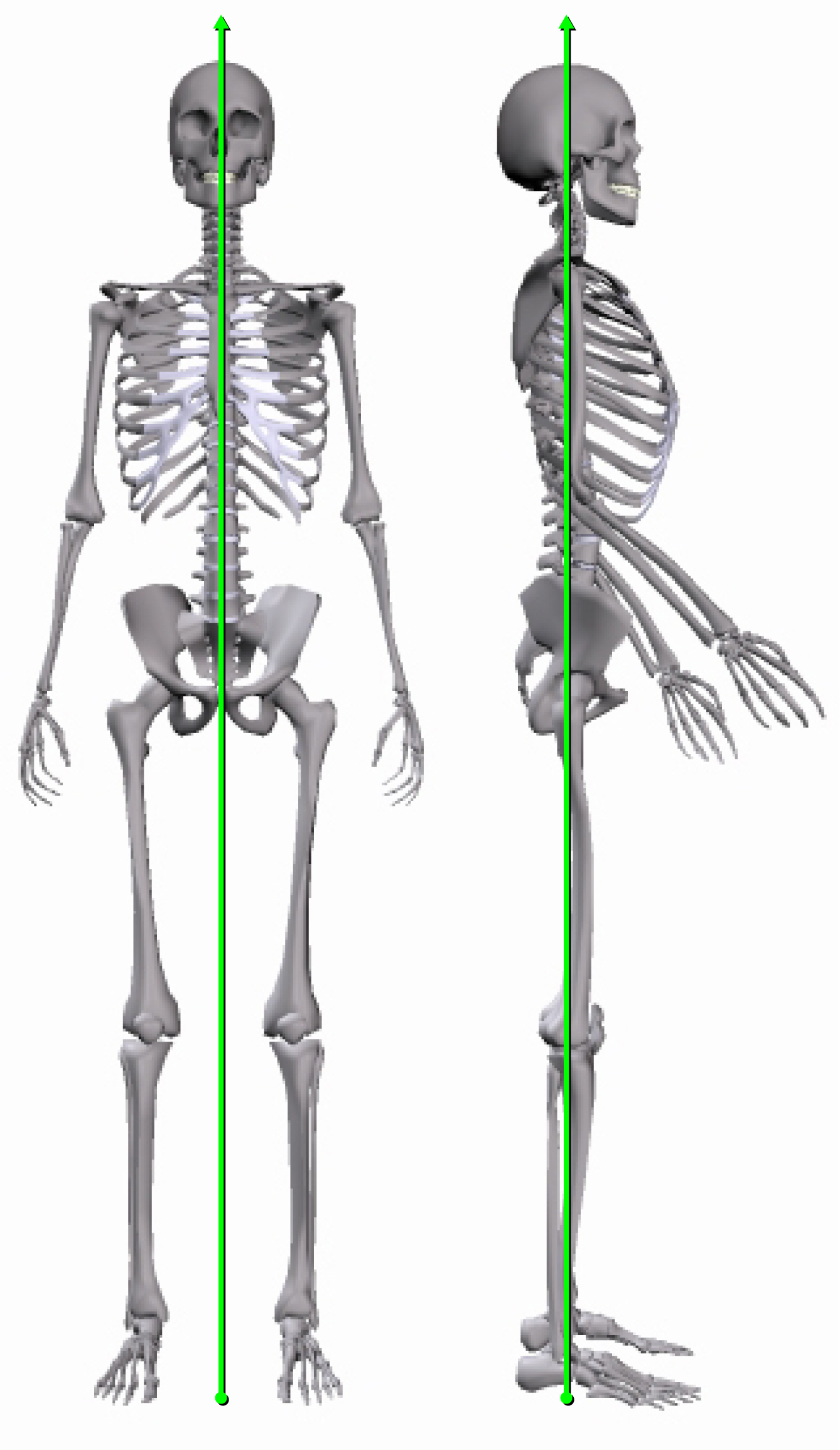 line of gravity skeleton.jpg