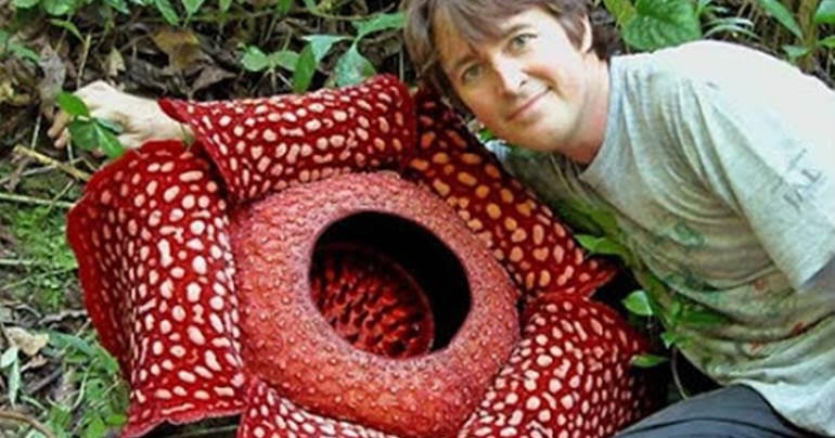 World’s Largest Flower.jpg