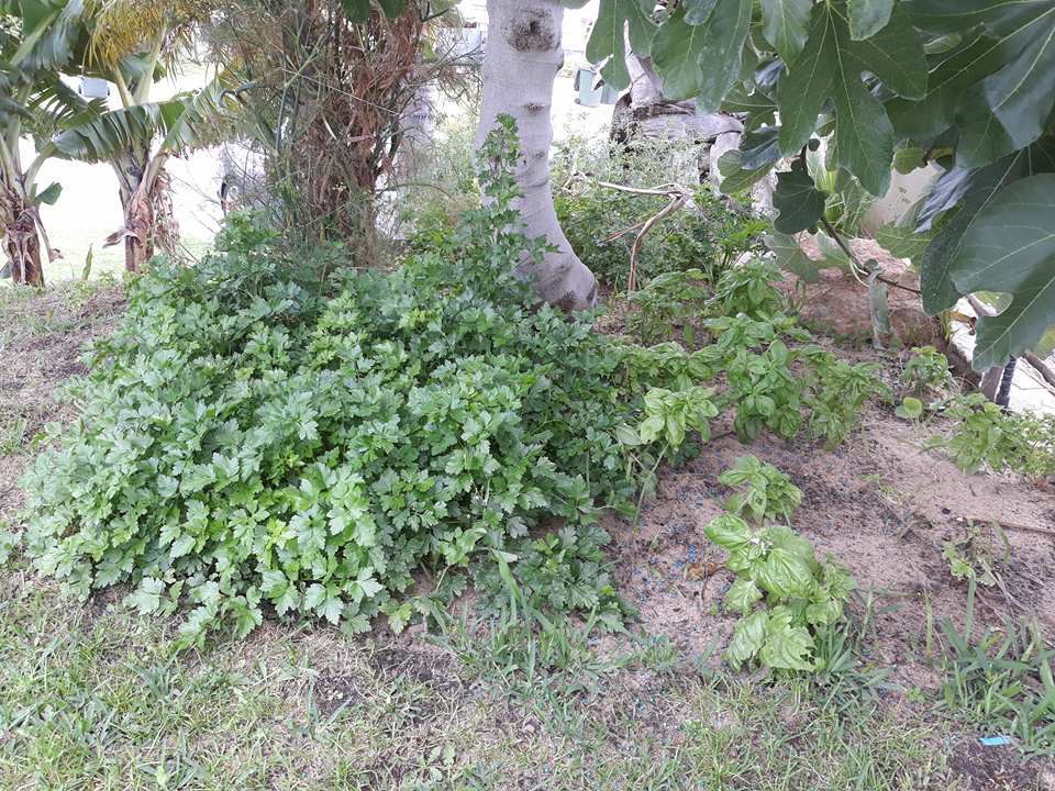 fig2.jpg
