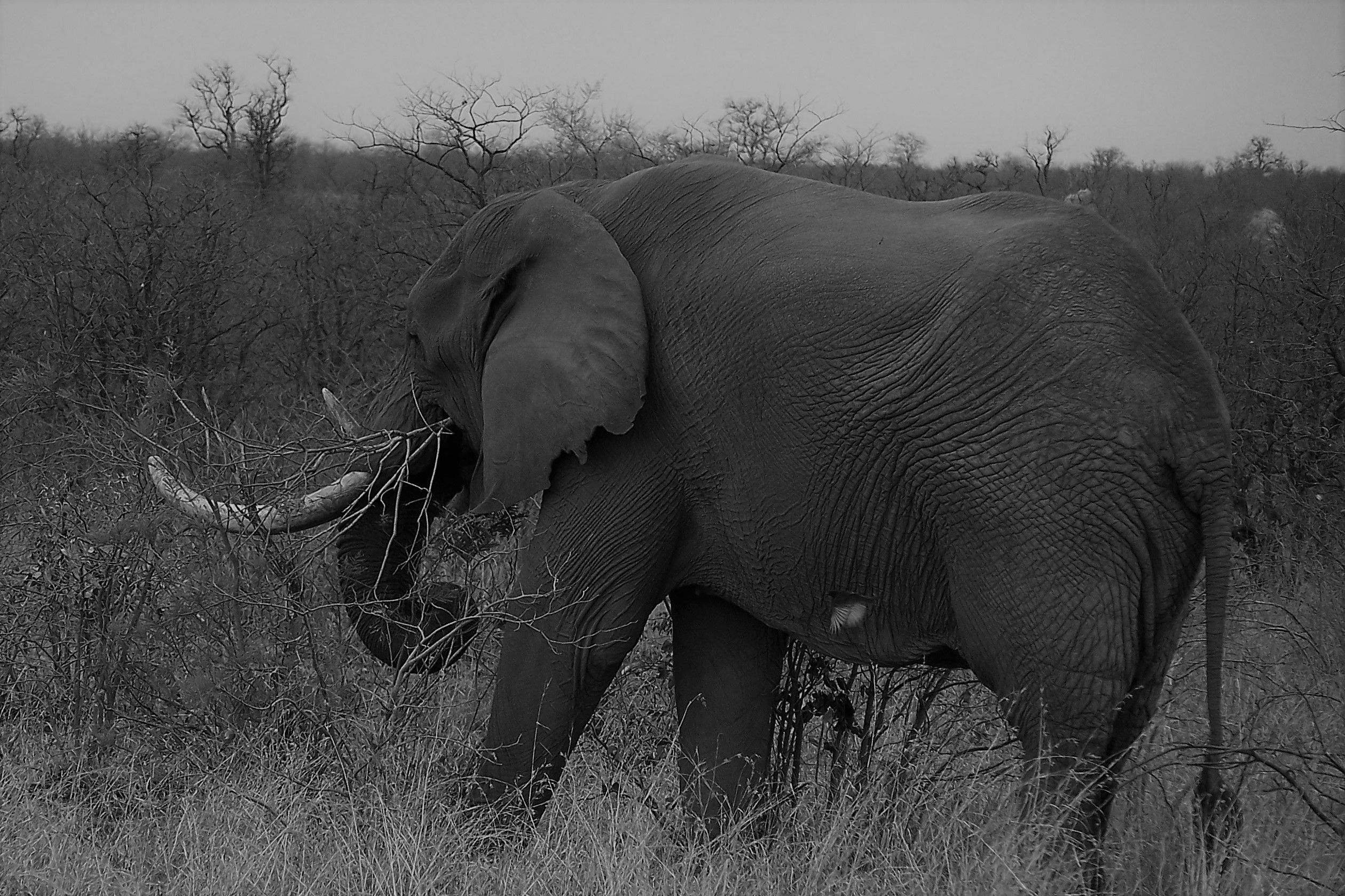 KNP Satara-Lower Sabi 2009 637 (2).JPG