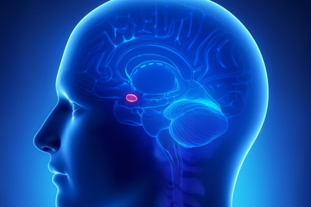The pineal gland.jpg