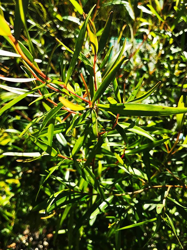lemon-scented-tea-tree-1.jpg