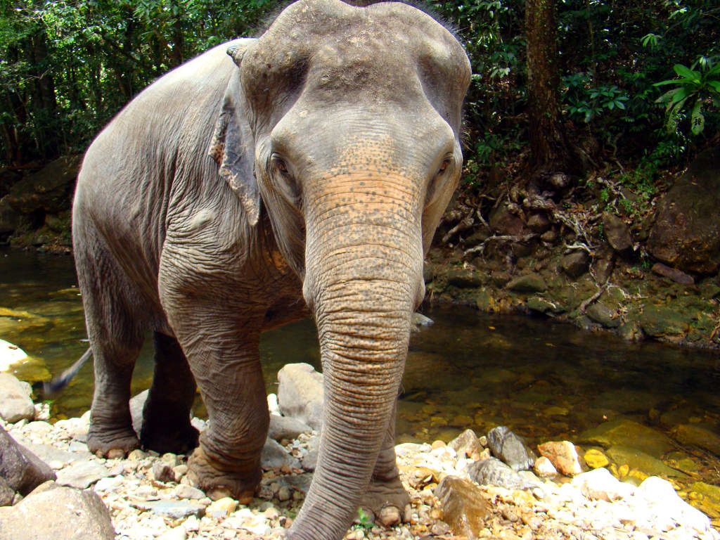 elephant-on-koh-chang.jpg