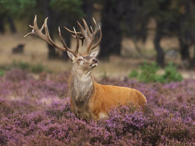 Beautiful-Animal-Desktop-Wallpapers-Stag--624x468.jpg