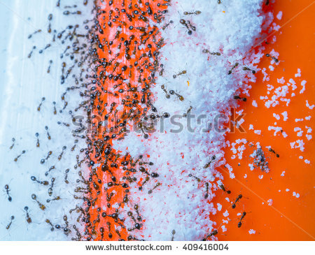 stock-photo-ants-and-sugar-409416004.jpg