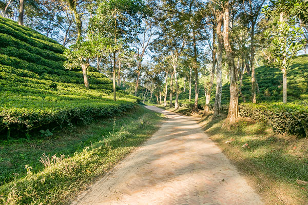 through-the-tea-plantations-III-600-o.jpg