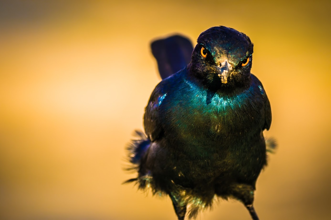 Satara_Glossy Cape Starling_Rudolph de Girardier_02.jpg