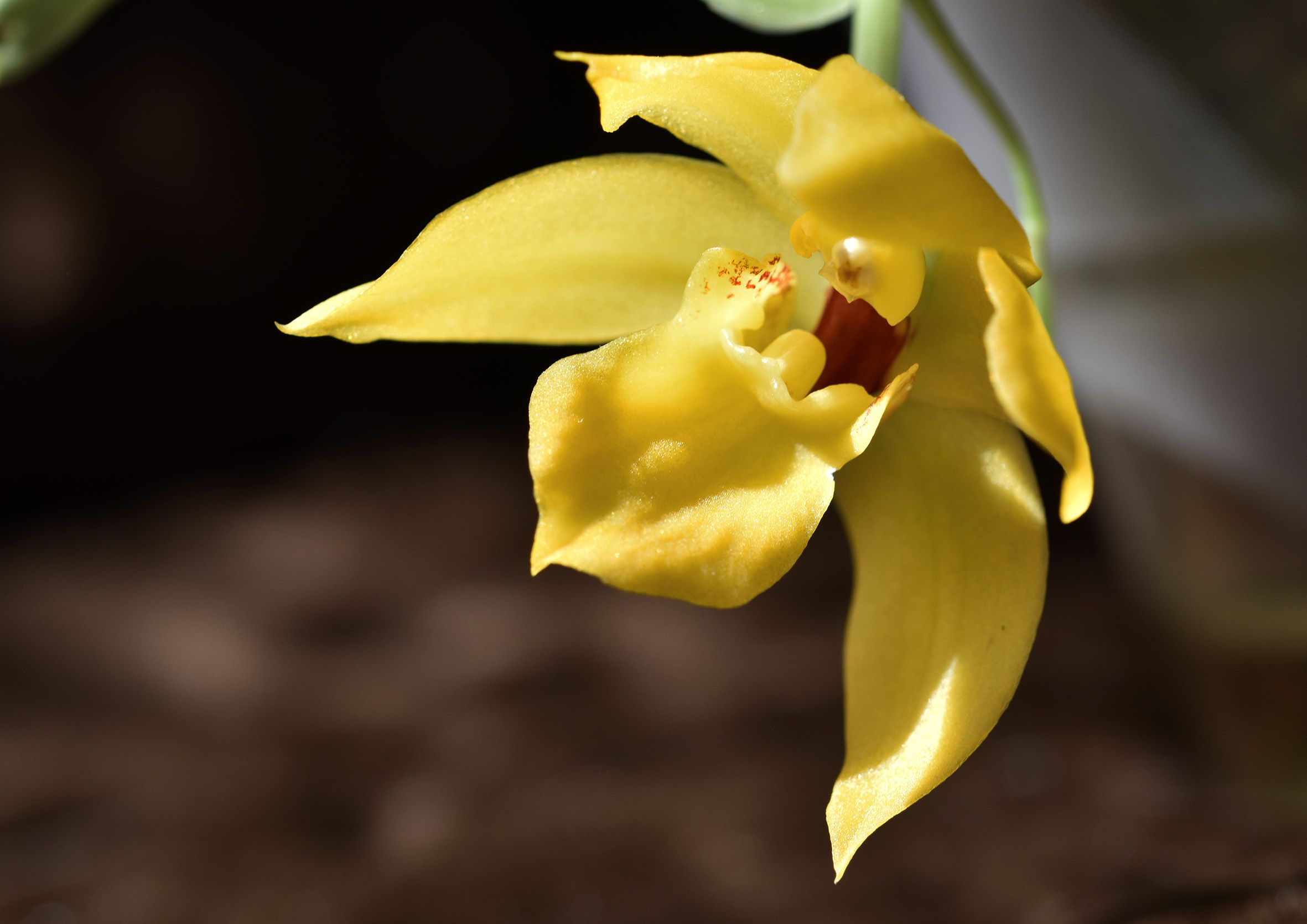 Promenaea Limelight x xanthina orchid 4.jpg