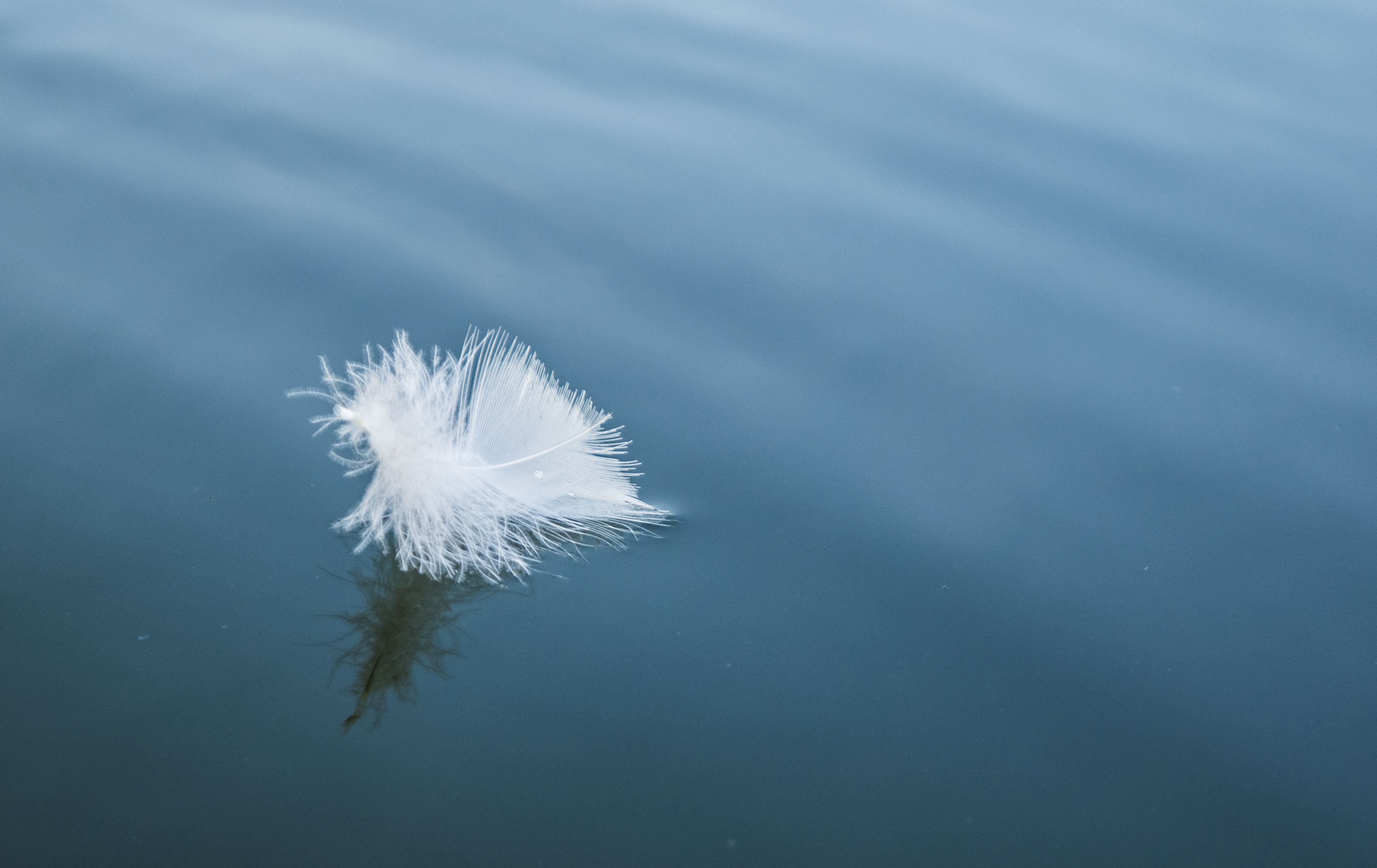 Feather_on_Water__PS__P1100245.jpg