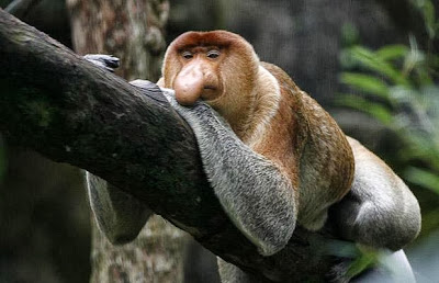 Proboscis Monkey.jpg