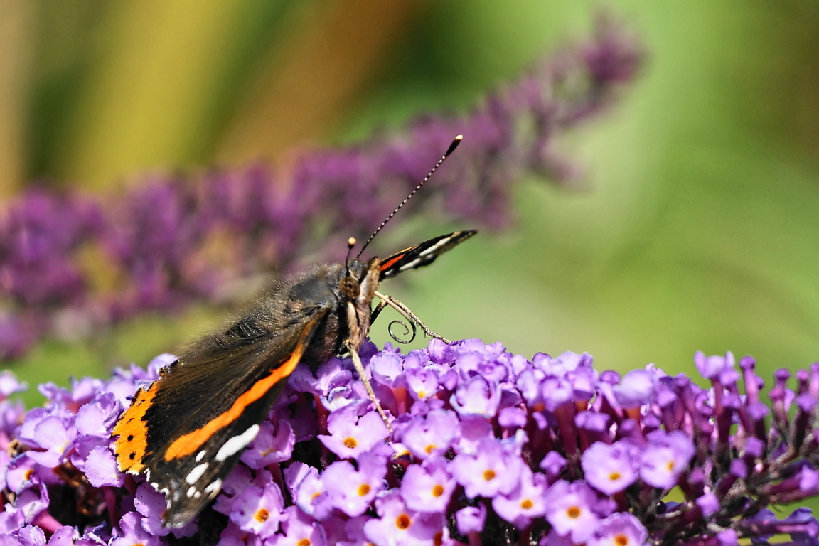 36538869381_069b0a4cc8_o (FILEminimizer).jpg