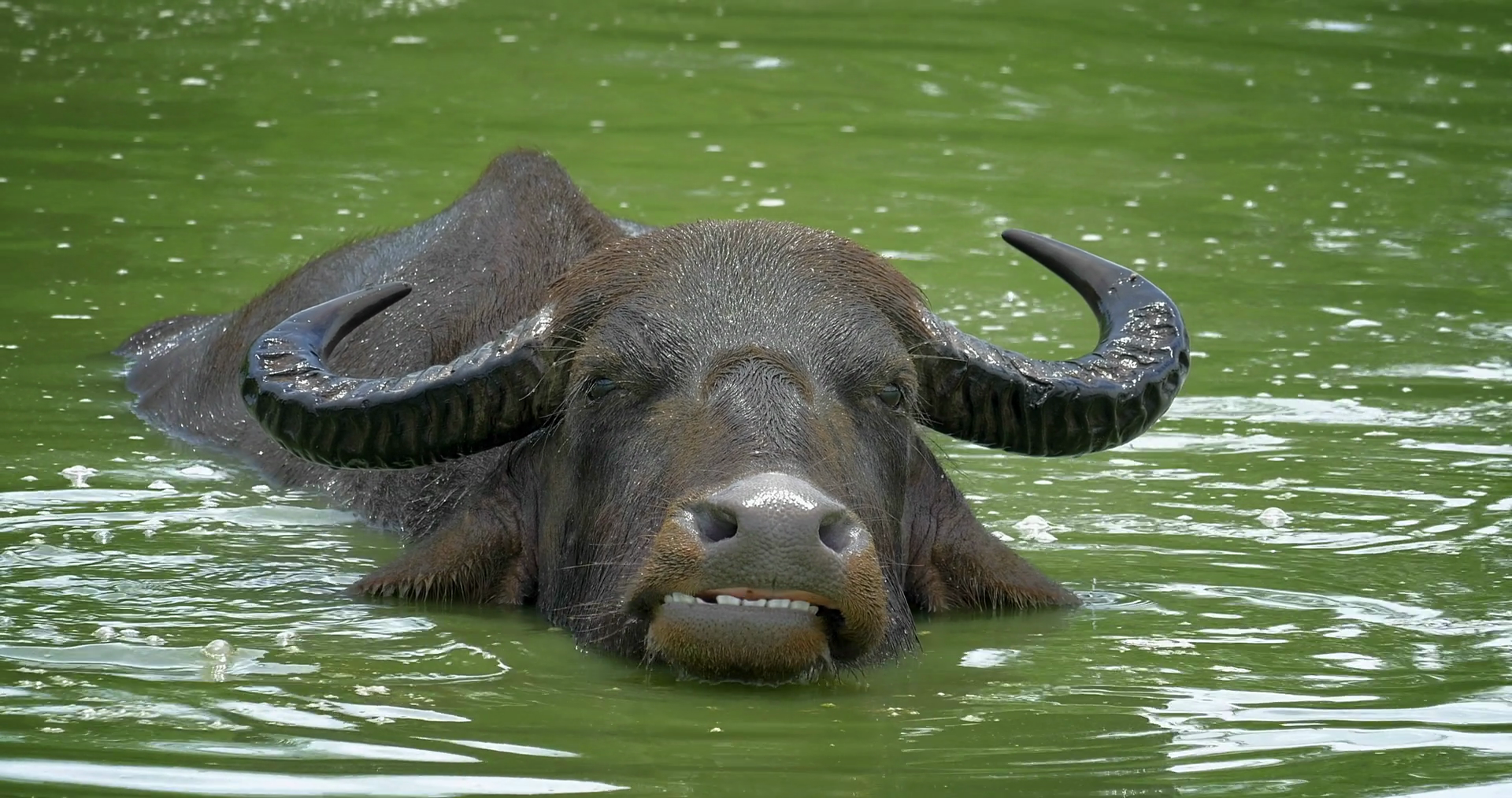 videoblocks-bubalus-bubalis-asian-water-buffalo-bathes-in-muddy-lake-and-dives-under-water-surface-wild-animal-close-up-portrait-view-in-yala-national-park-in-sri-lanka-wildlife-reserve-and-nature-sanctuary_bmmysx15nl_thumbnail-full06.png