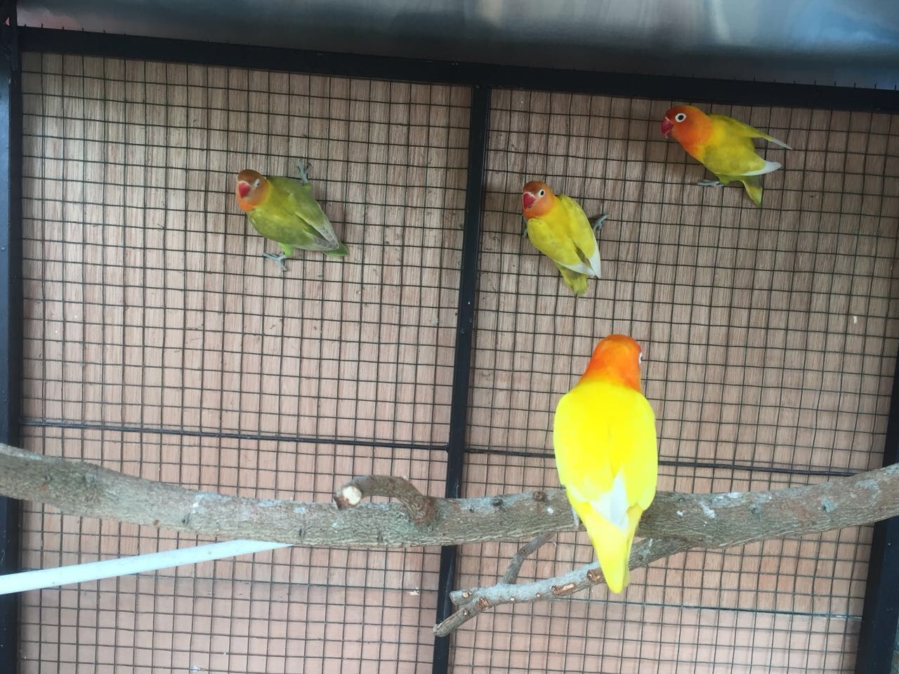 Hewan Peliharaan Salah Satu Jenis Burung Cinta Lovebird Steemit
