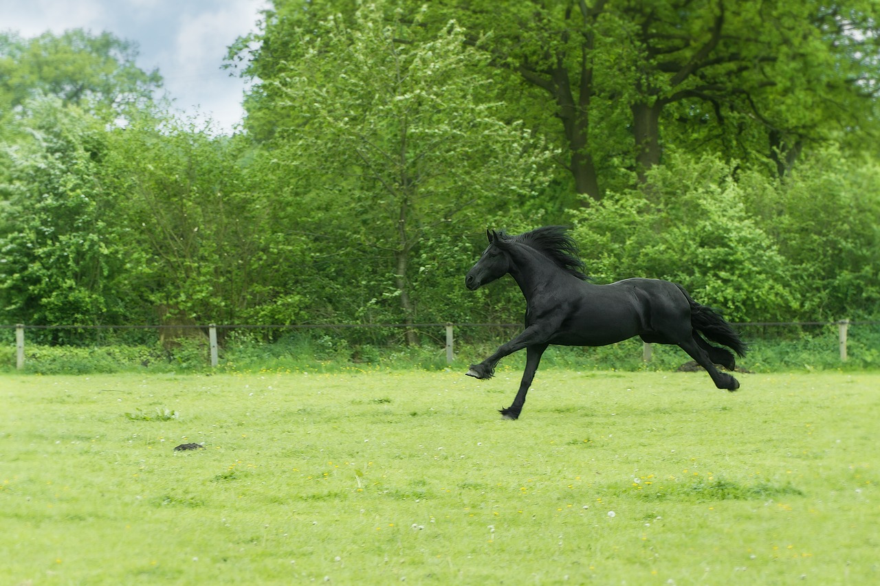 animal-1834492_1280.jpg
