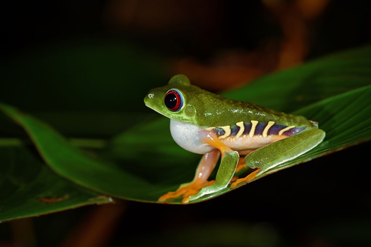CostaRicaBerroneau-003.jpg