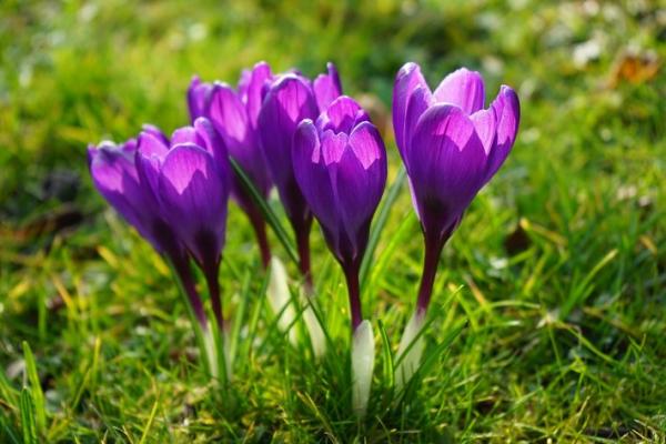 resizedimage600400-Crocus.jpg