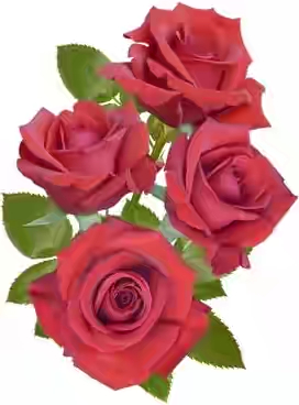 beautiful_red_roses_04_hd_picture_166923.jpg