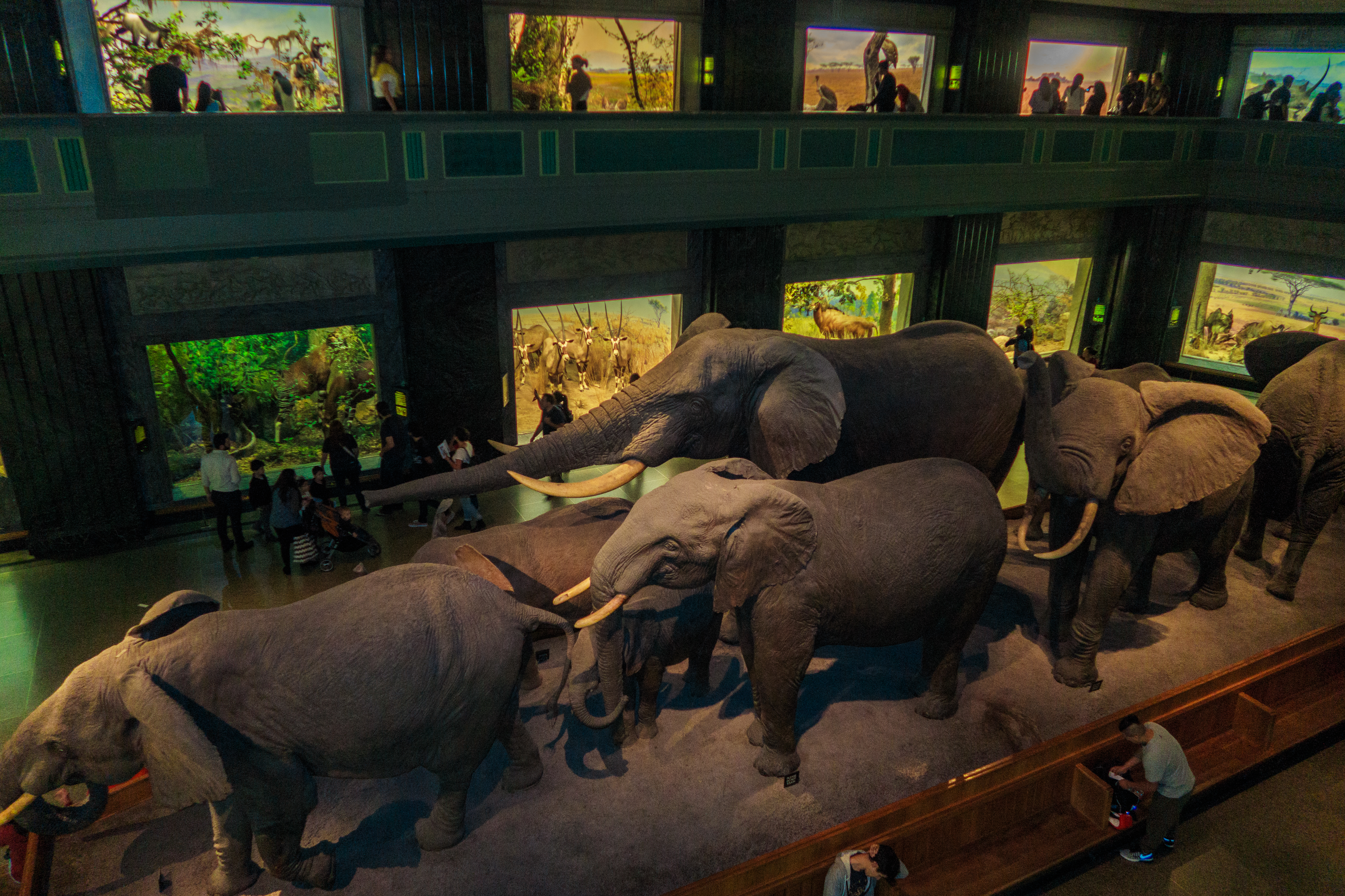 America Museum of Natural History_14.jpg