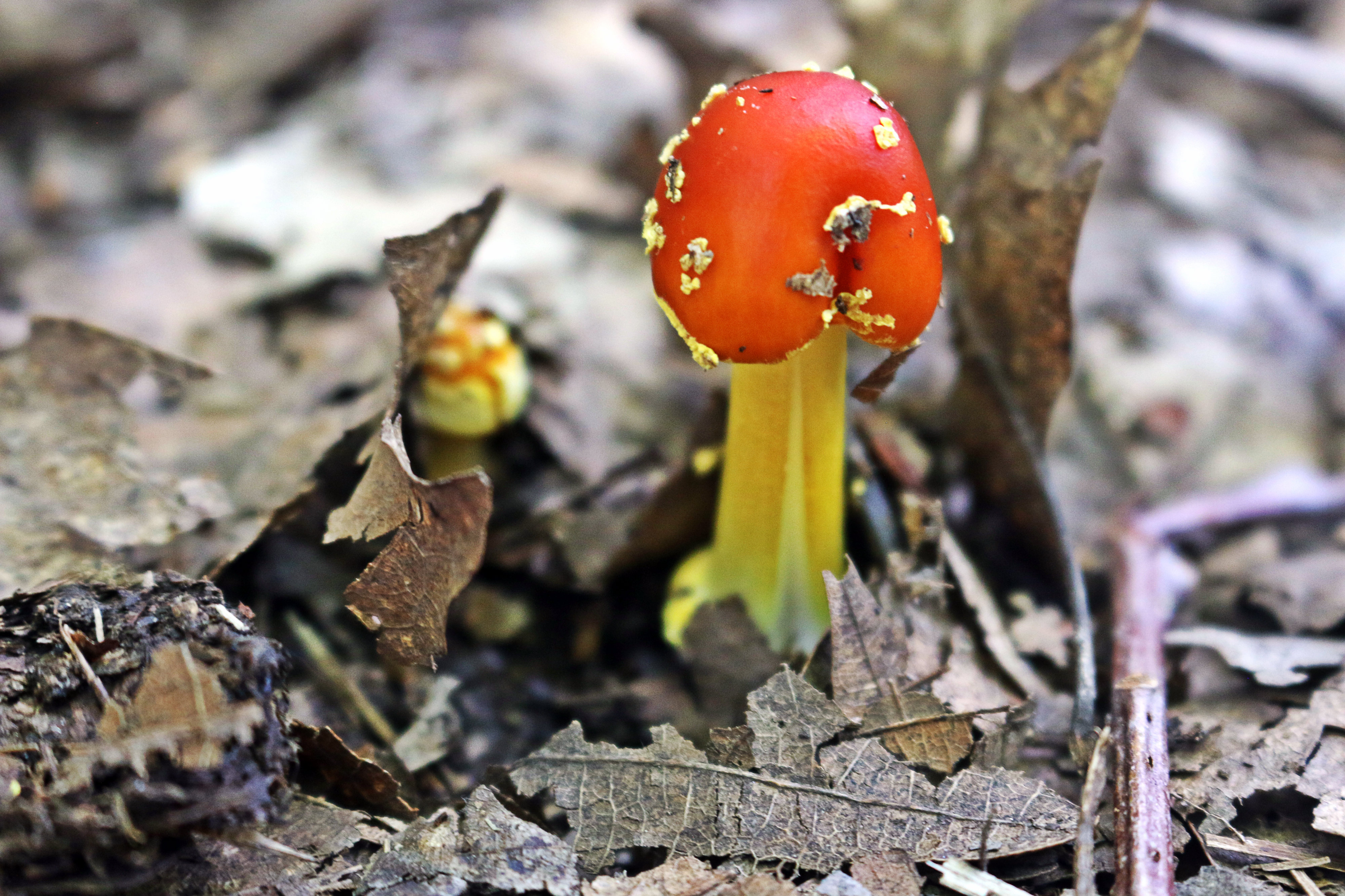 red mushroom.jpg