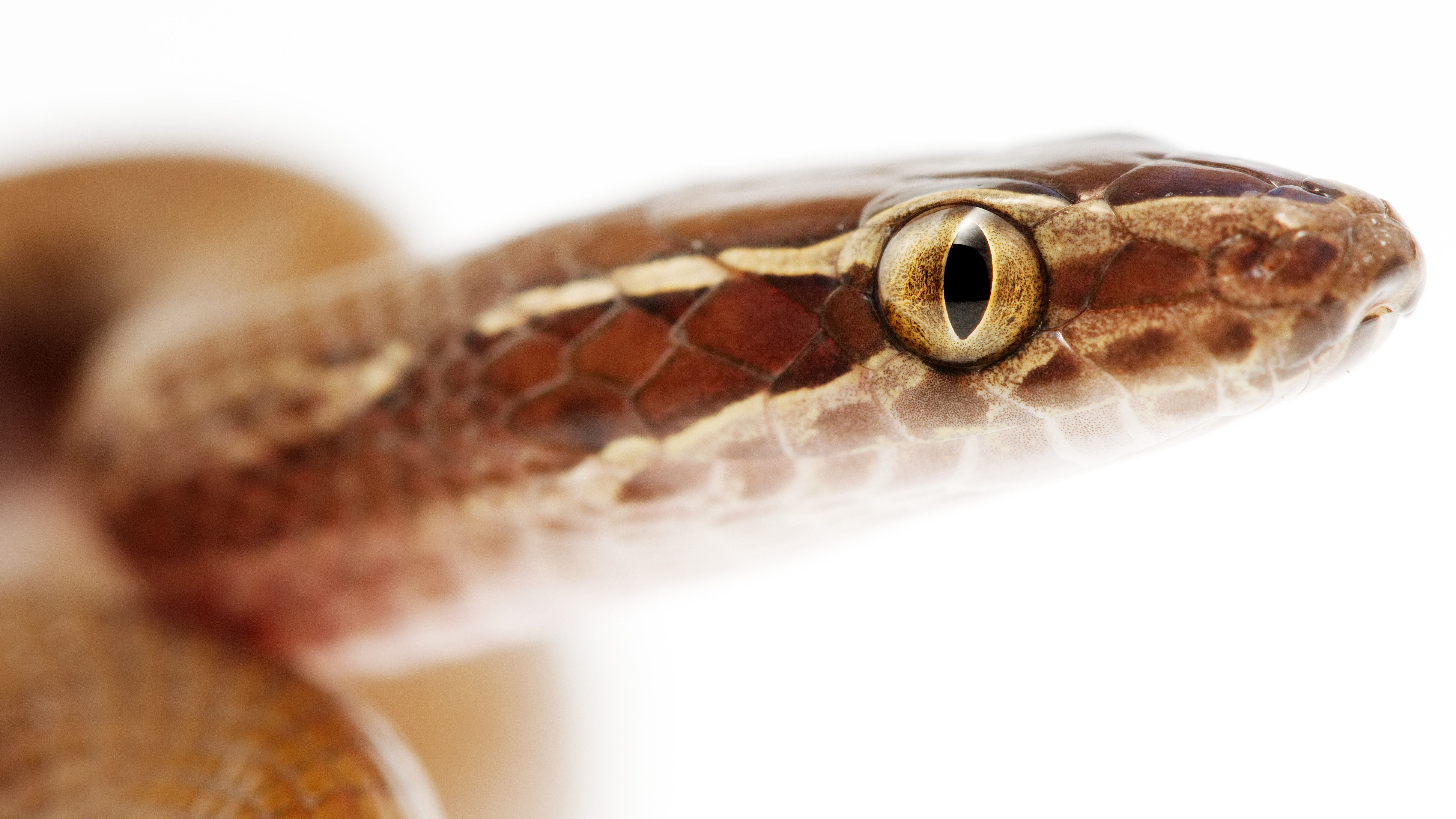 brown House snake 1.jpg