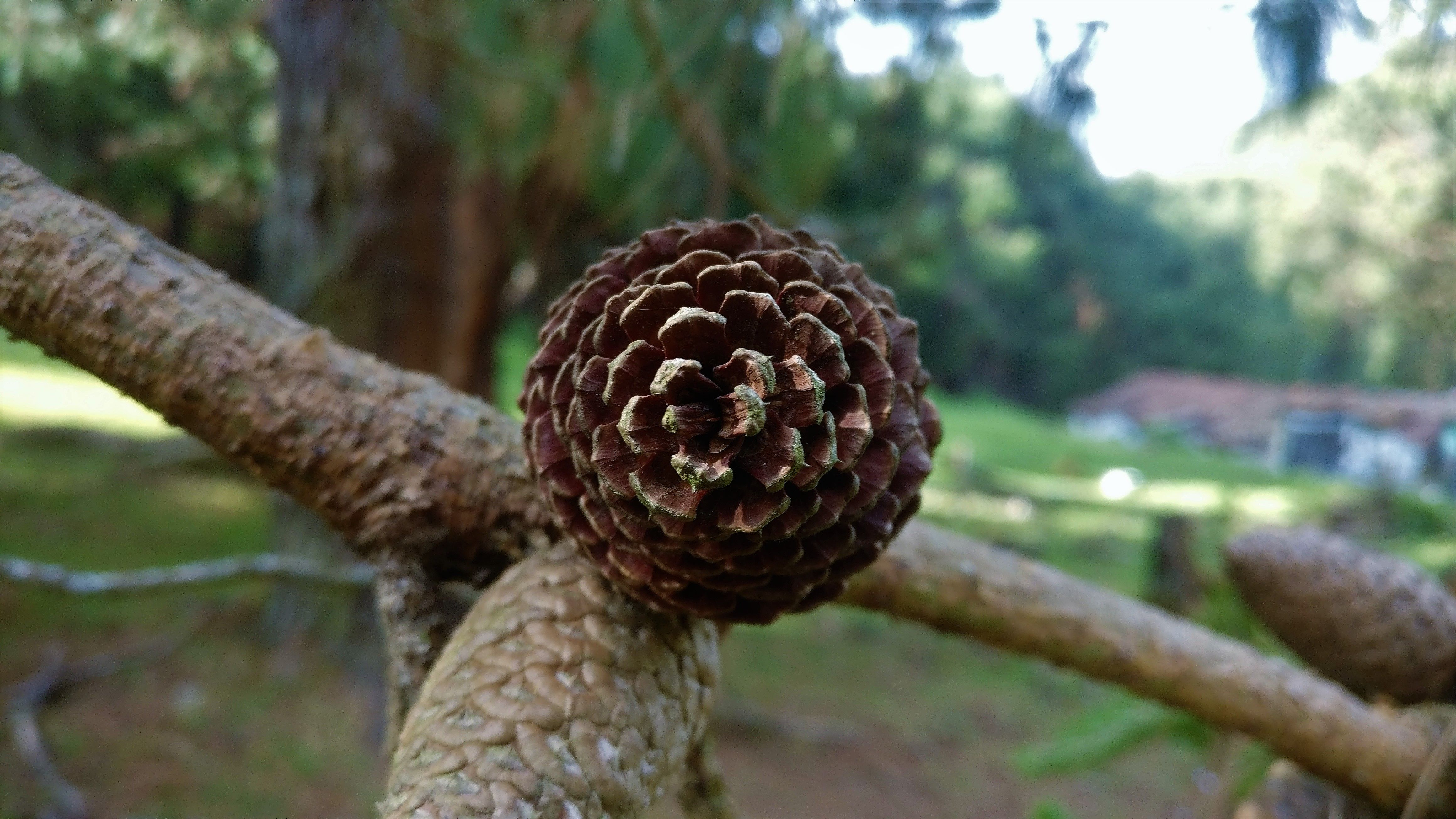 pinecone.jpg