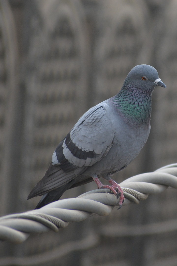 Pigeon_on_high_tension_cable.png