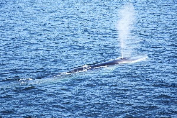 blue-whale-at-water-surface.jpg