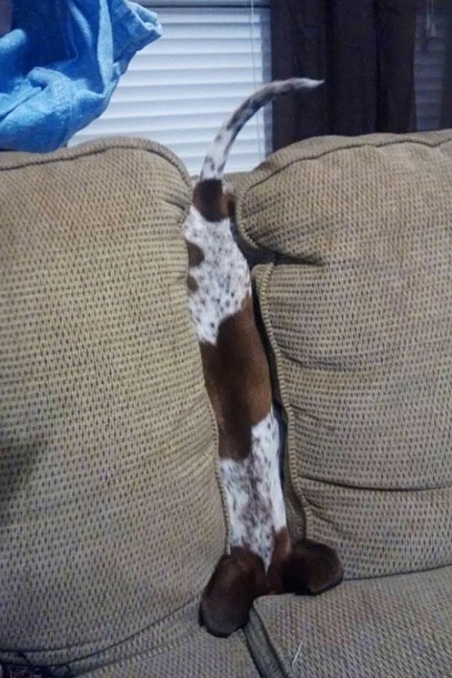 15691660-funny-cats-dogs-stuck-furniture-17-1502959050-650-97fcb87659-1503691961.jpg