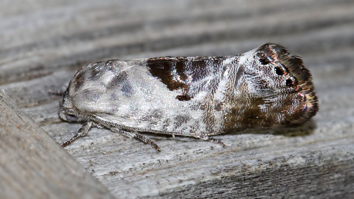 Insects Lepidoptera Hypertrophidae Eupselia carpocapsella MV BY Tas 2018-01-21.jpg