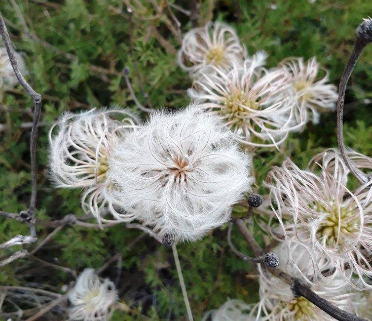 pelargonium dolomiticum seeds.jpg