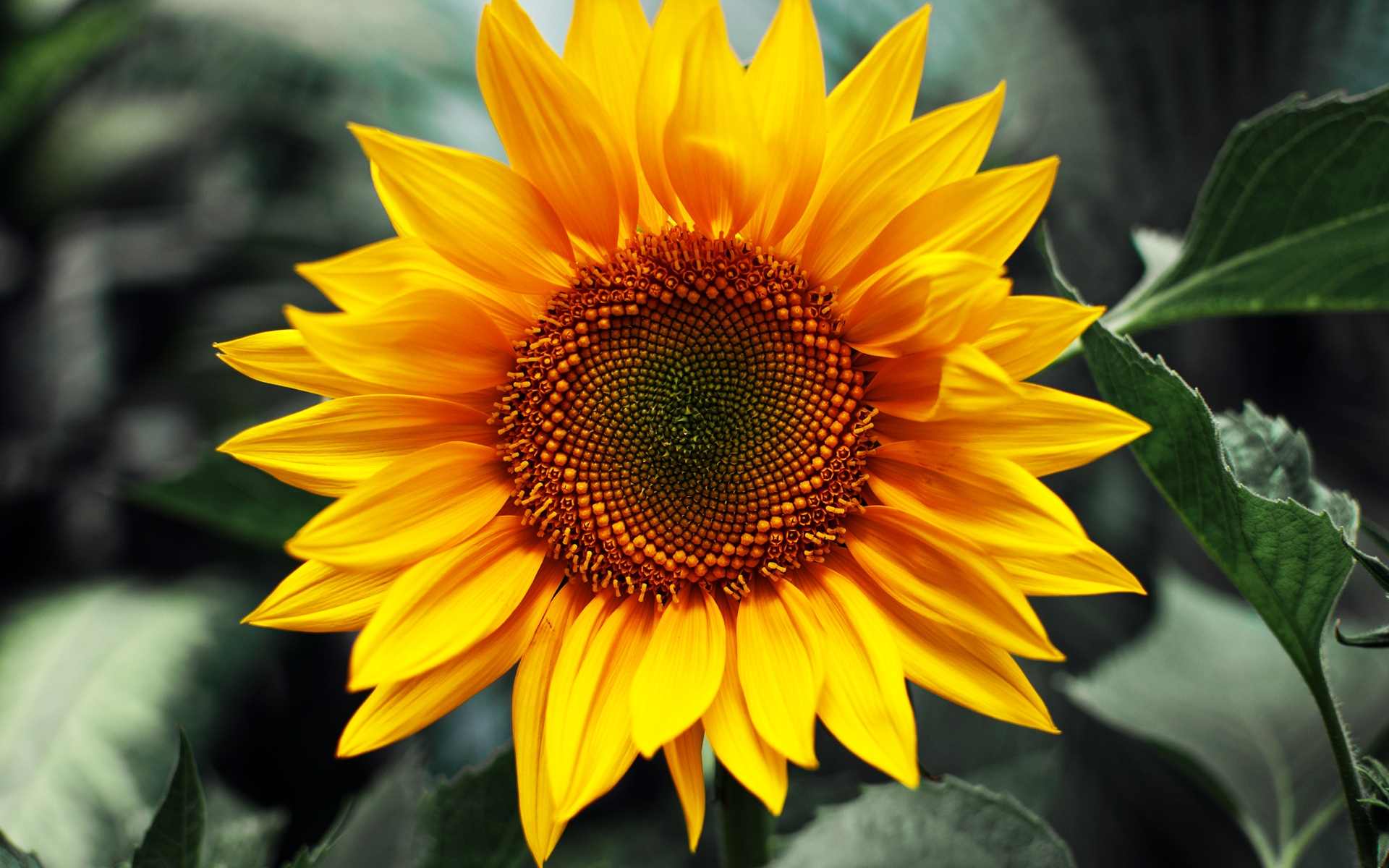 sunflower-002-1470471840262.jpg