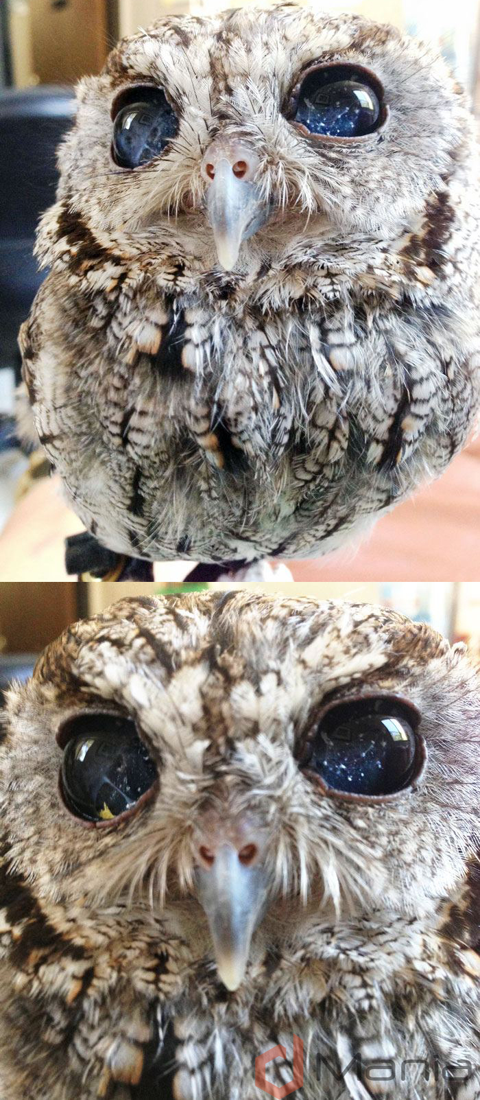 owlwithgalaxyeyes.jpg