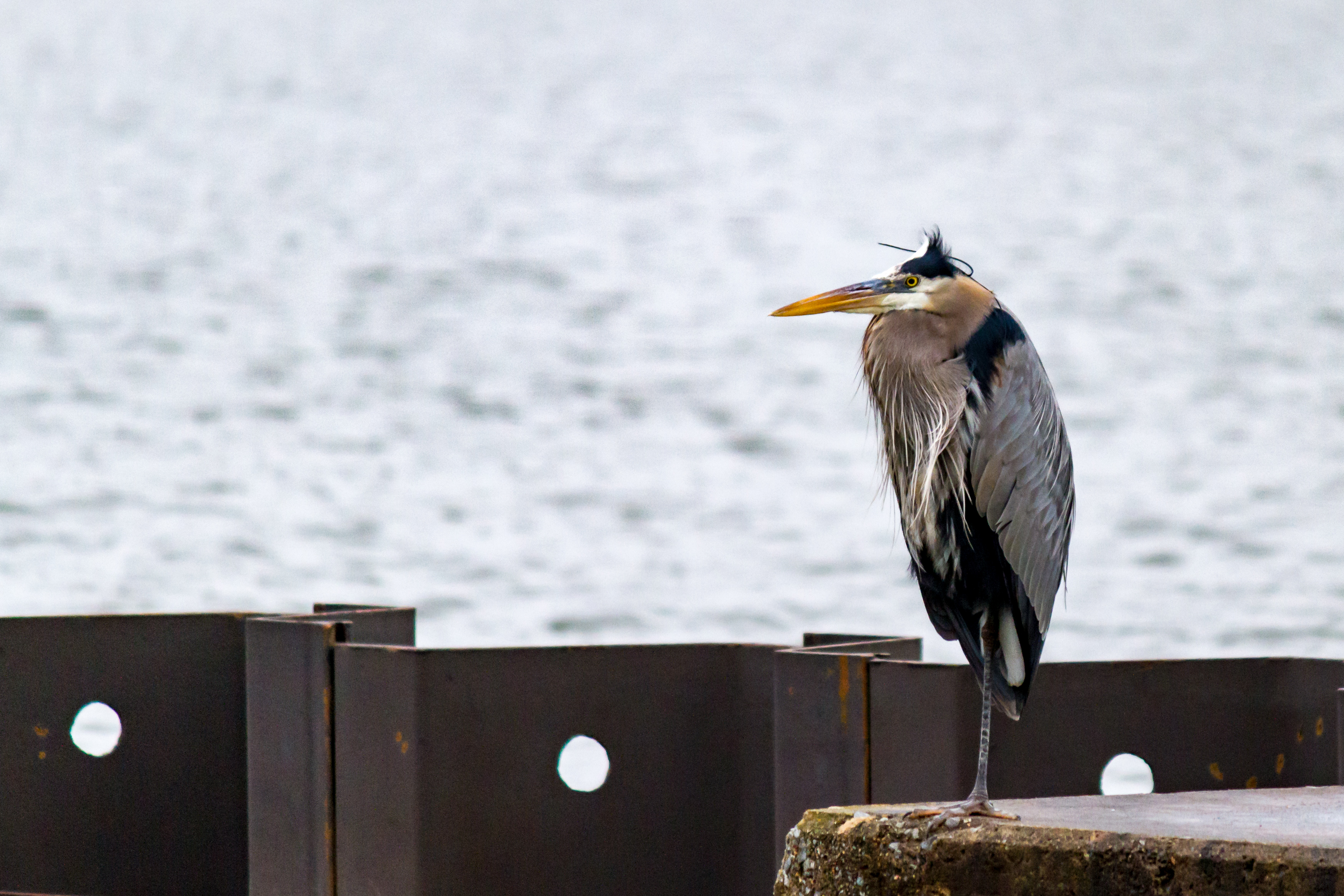 Birding_at_Dam-716.jpg