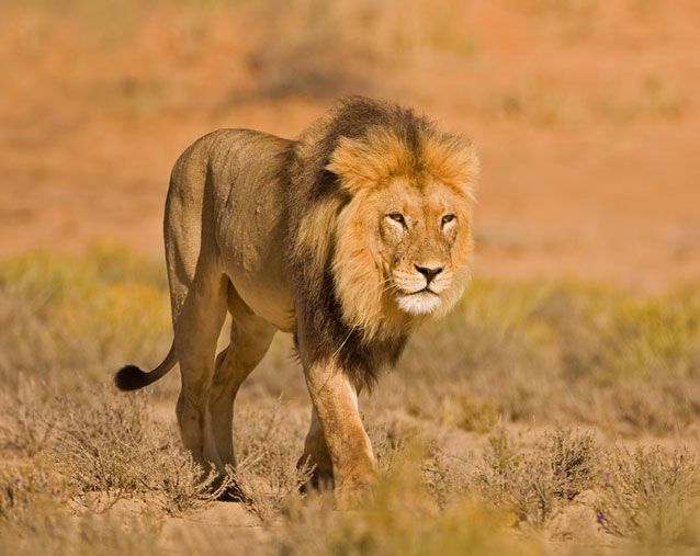 Lion-Stalking-Kalahari-Desert.jpg.638x0_q80_crop-smart.jpg