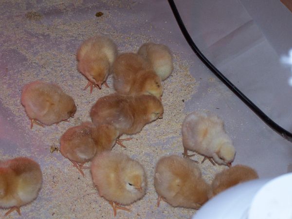 Chicks - Exotic2 crop May 09.jpg