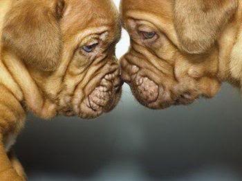 Pug love.JPG