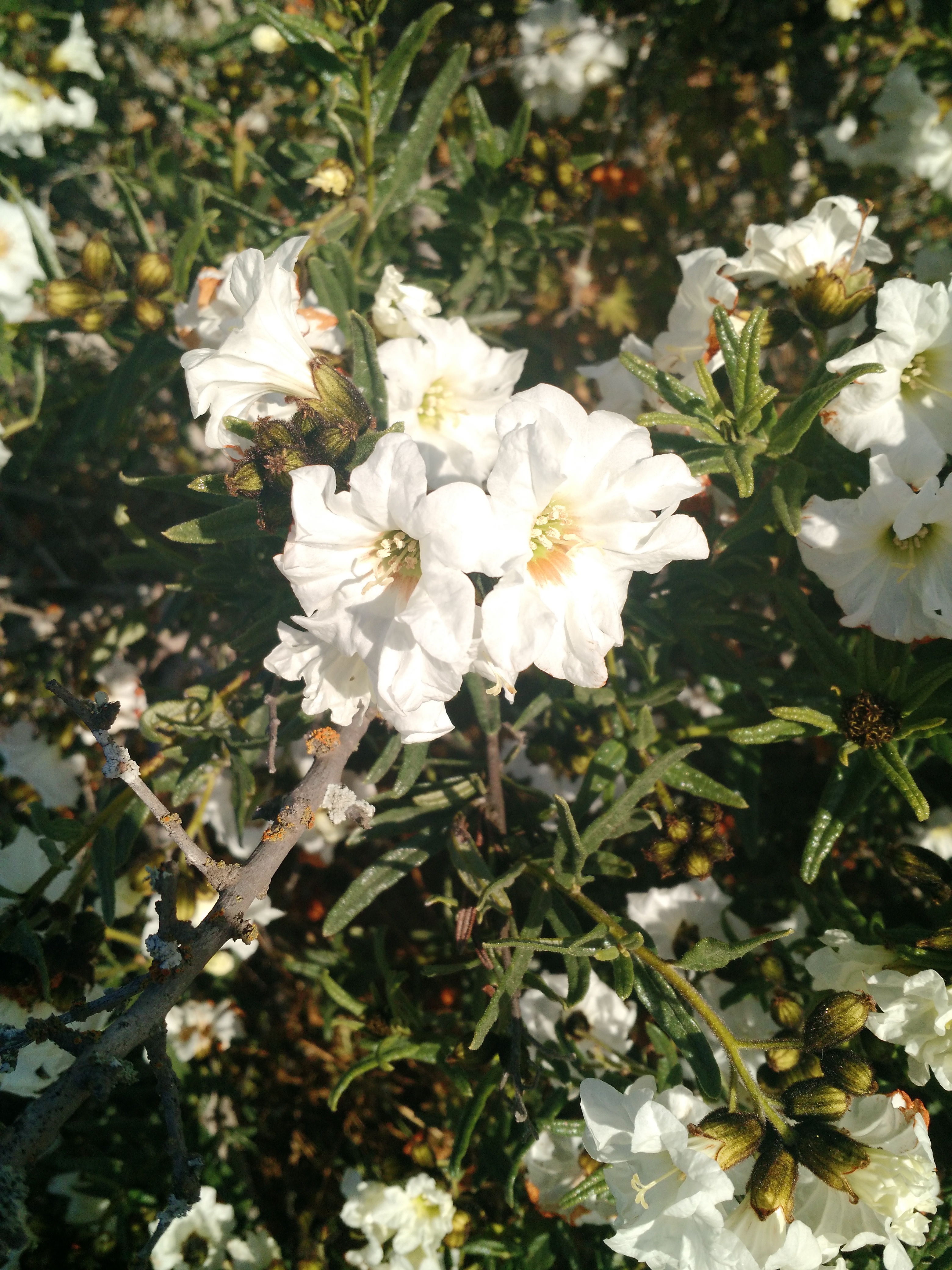 IMG_20170918_175736585.jpg