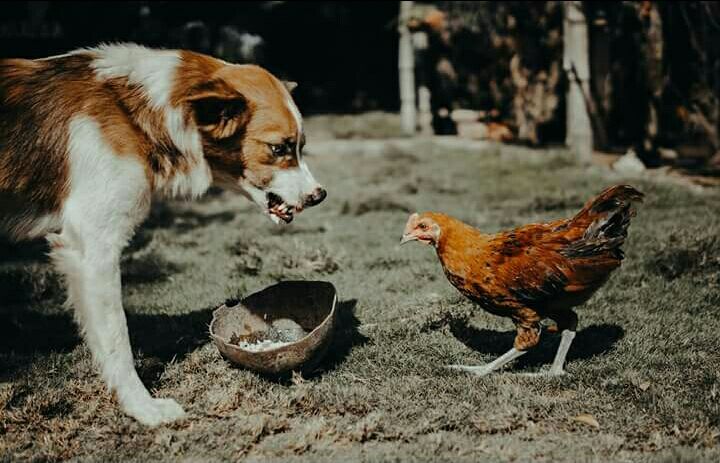 Dog clearance and chicken