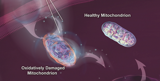 Old and Young Mitochondria.png