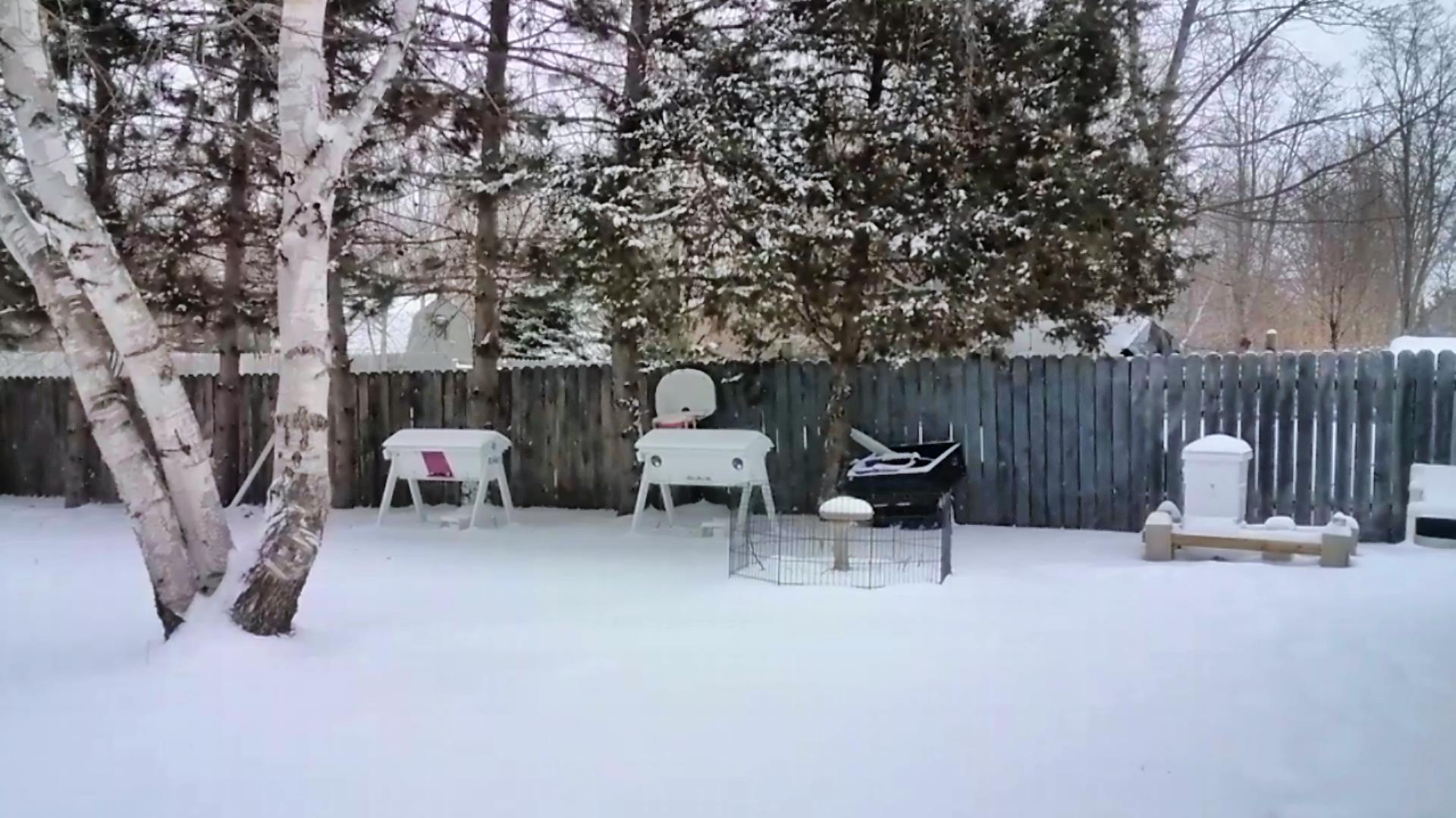 bee covered in snow.jpg