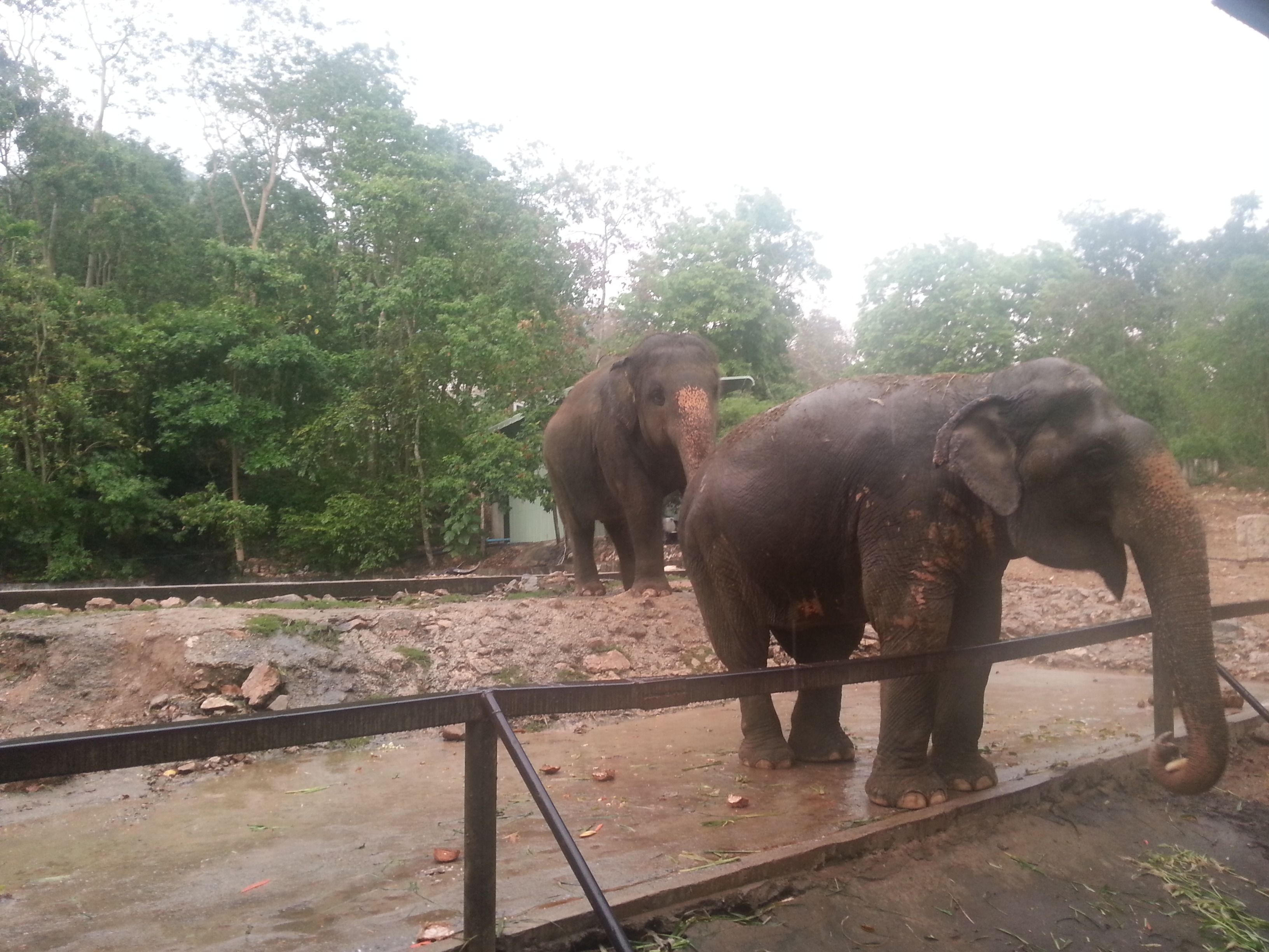 Khao Kheow Open Zoo10.jpg