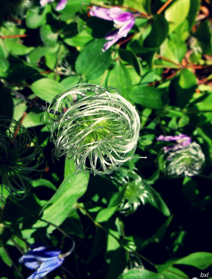 green crazy flower denver botanic graden bxlphabet (1).jpg
