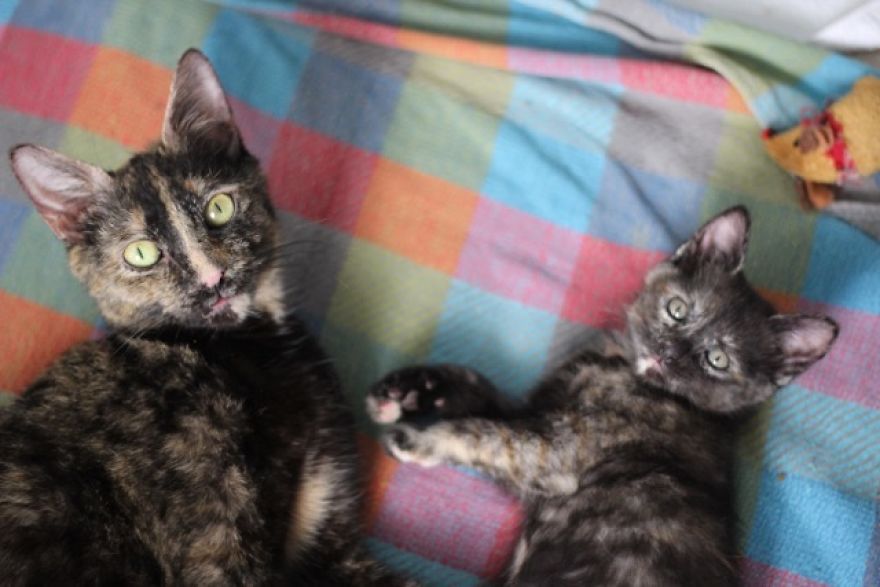 These-Four-Mother-Cats-Were-Left-Behind-When-Their-Kittens-Were-Adopted-596b9c701de40-jpeg__880.jpg