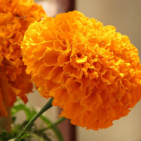 african-marigold-flower-see-1.jpg