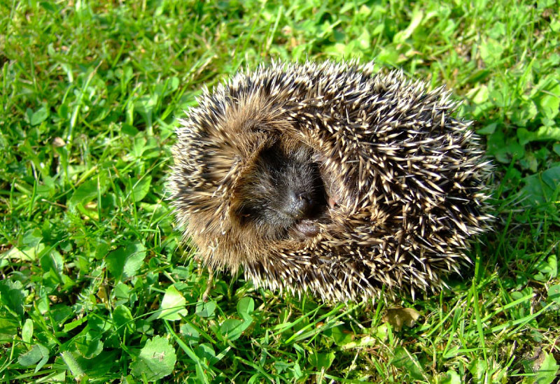 Hedgehog-Rolled-In-A-Ball.jpg