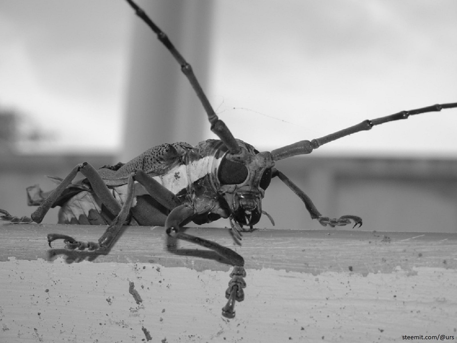 asian longhorn beetle.jpg